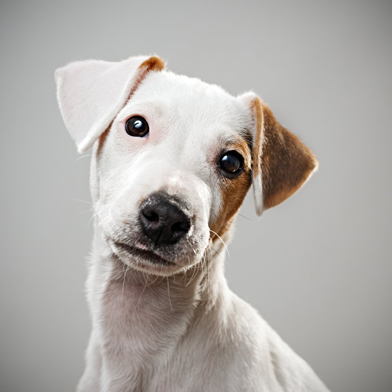 Puppy Portrait - Wrapped Canvas Print, 91cm H x 91cm W
