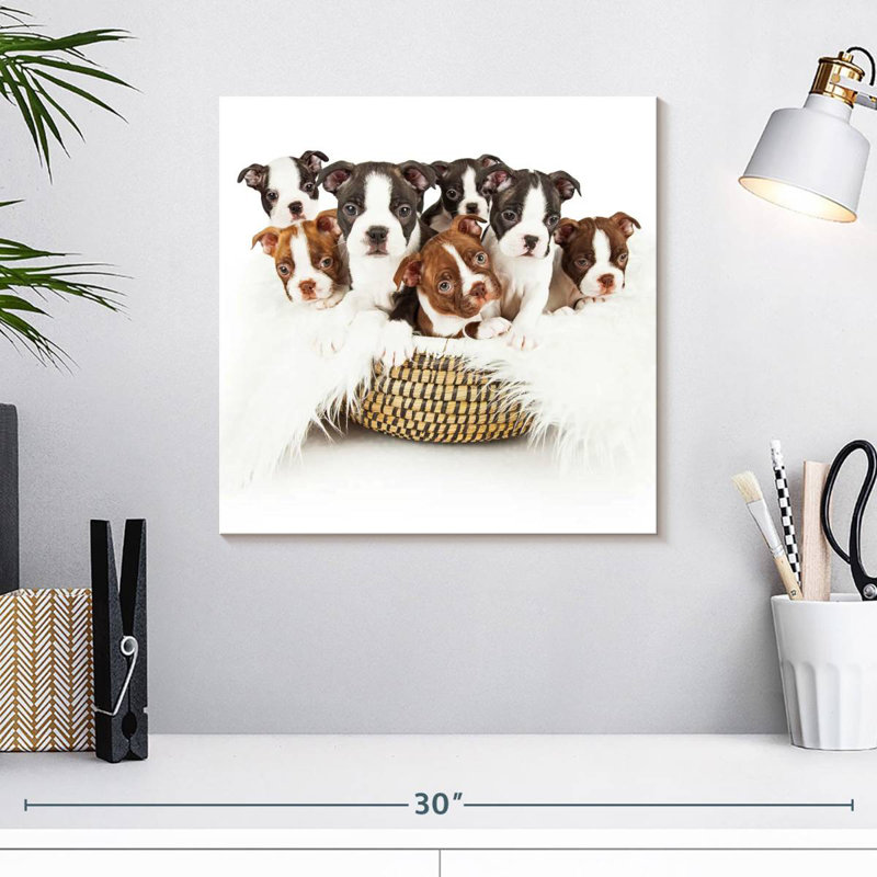 Panier à chiot Crowle Boston Terrier, H 16 po x l 16 po