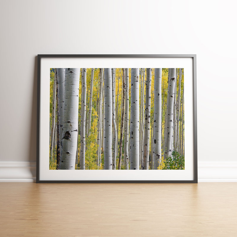 Silver Birch Trees Texture by Vouvart - Single Picture Frame Print
