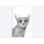 « cat portrait i », impression sur toile-32595365-72154073-72154074