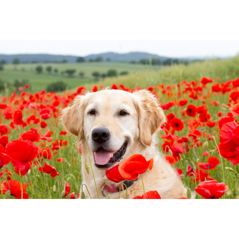Golden Retriever In Poppy Field - Wrapped Canvas Print, 81cm H x 122cm W x 3.8cm D