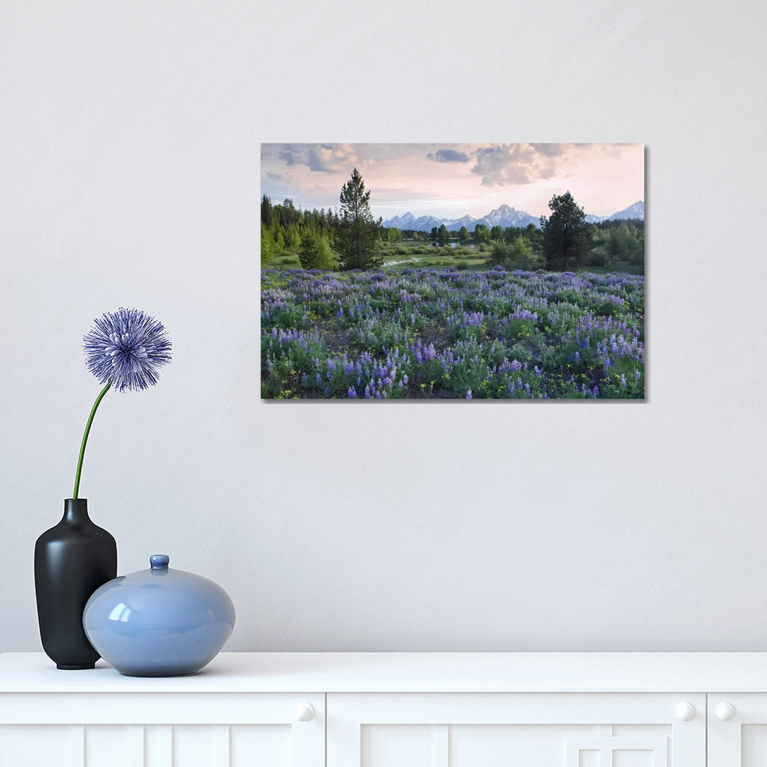 Lupine Meadow, Grand Teton National Park, Wyoming by Tim Fitzharris - Wrapped Canvas Print