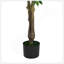 Ficus artificiel avec pot-1532519815