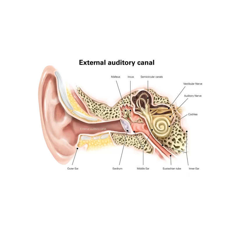" External Auditory Canal Of Human Ear With Labels " by Alan Gesek, 26" H x 40" W x 1.5" D