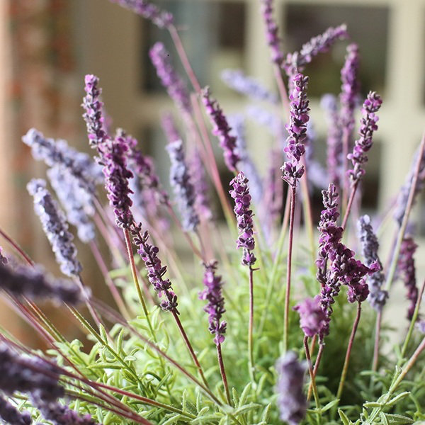 Tige de lavande provence en soie rustique, Mauve, 5 tiges
