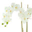 Orchid In A Square Glass Vase With Moss And Rocks