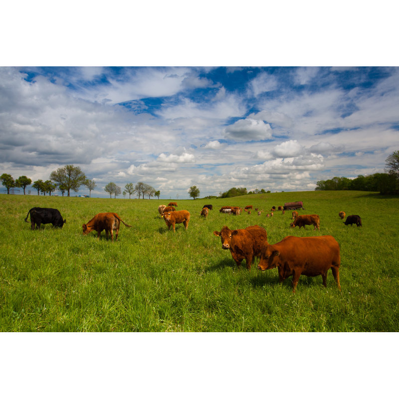 Herd Of Cows - Wrapped Canvas Print, 30cm H x 46cm W x 3.8cm D