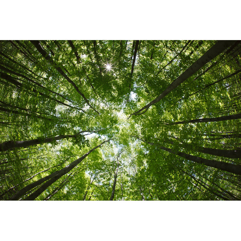 Forest Treetops - Photographie sur toile tendue, H 8 po x l 12 po