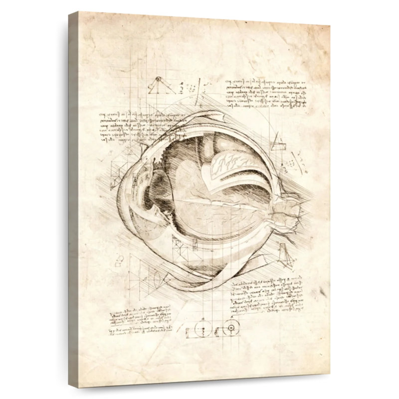 Keiri Human Eye Anatomy, 36" H x 24" W