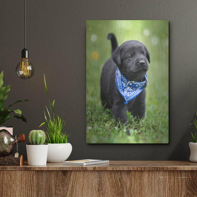«Black Lab Pup 1» par Jonathan Ross, H 16 po x l 12 po