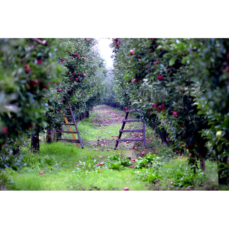 Kensaku Apple Orchard prêt pour la récolte sur toile par Redstallion, H 32 po x l 48 po x P 1,25 po