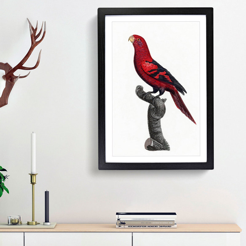 A Violet-Necked Lory by F. Levaillant - Framed Print, Black Framed, 45cm H x 33cm W x 2cm D
