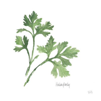 Italian Parsley V2 by Chris Paschke - Wrapped Canvas Painting