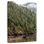 Alvord Great Bear Rainforest Grizzly