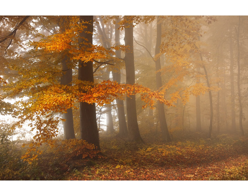 Wrapped Canvas Print, 76.2 cm H x 50.8 cm W