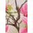 40" Pink Magnolia Flowering Tree in Pot