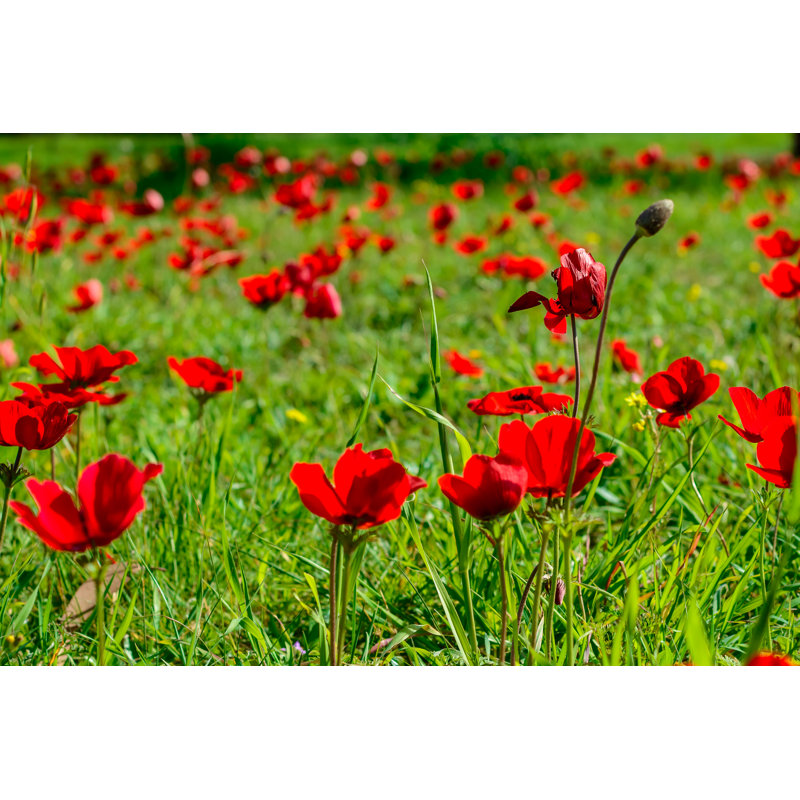 Odea Beautiful Anemone Flowers by Roman Tohtohunov - Wrapped Canvas Print, 30cm H x 46cm W x 3.8cm D