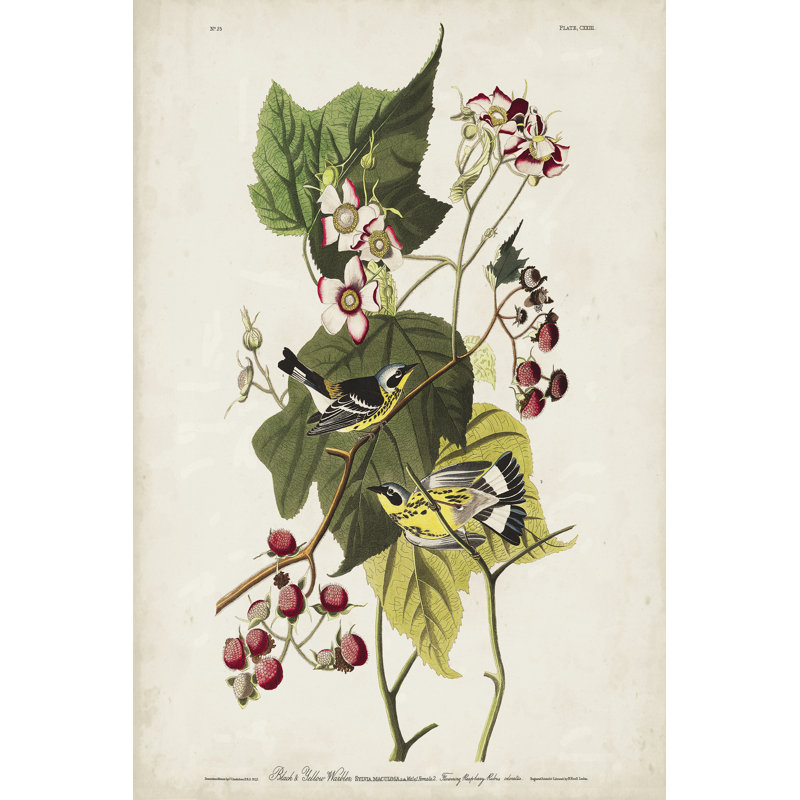 Pl 123 Black And Yellow Warbler by John Audubon - Wrapped Canvas Painting, 76cm H x 51cm W