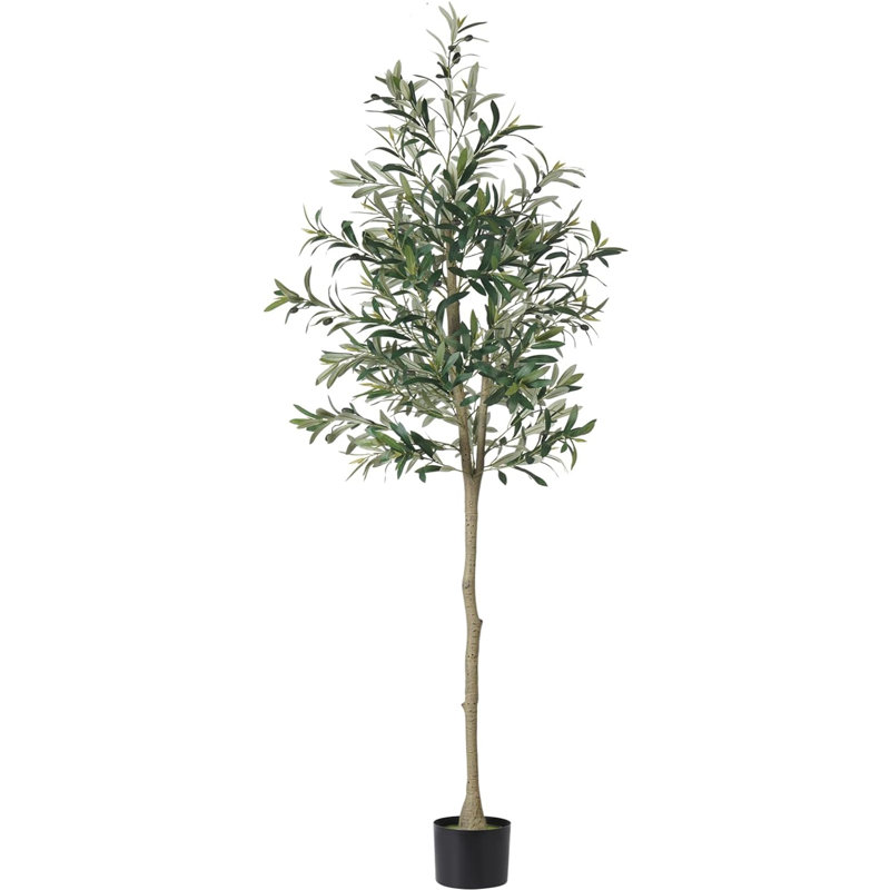70,8 plante