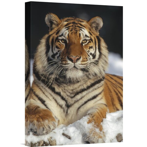 Bless international Siberian Tiger Portrait On Canvas Print - Wayfair ...