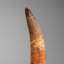 Genuine Mosasaurus Tooth In Display Case (57 Grams)
