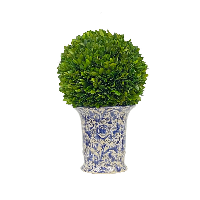 BOXWOOD BALL DANS UN Vase