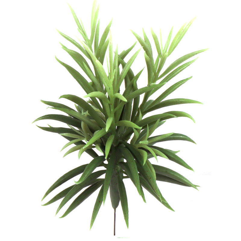 Ensemble de 24 plantes conservées 24 po