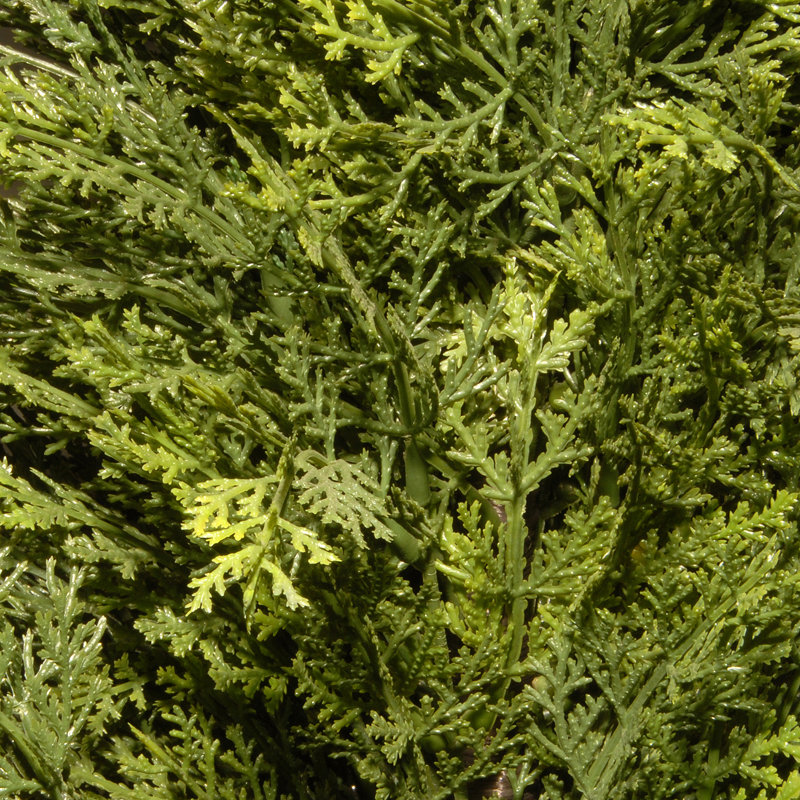 The Holiday Aisle® Cedar Tree, 36" H x 9" W x 9" D