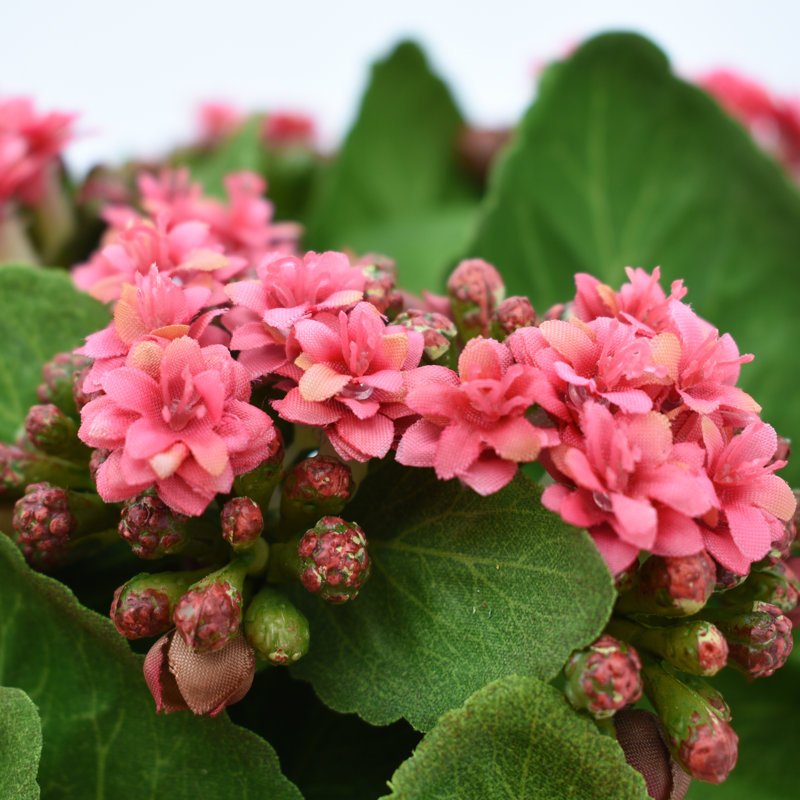 Kalanchoe Arrangement in Fiberstone Pot, Pink