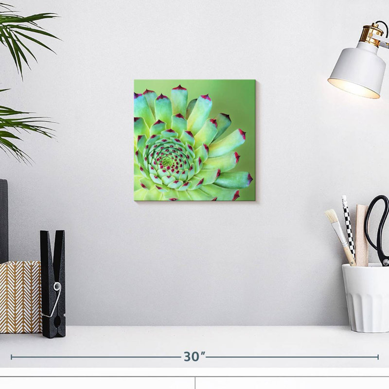 Harnek Exotic Succulent, 10" H x 10" W