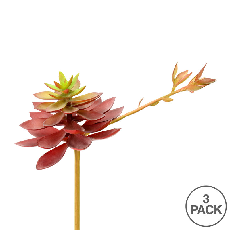 Tige d’agave, Mauve/vert