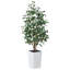 Adcock UV Protected Artificial Ficus Tree with Decorative Base, Faux Ficus Plant with Natural Trunk-1722551527-1722551521