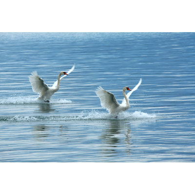 Swans In Lake by Imagedepotpro - Wrapped Canvas Print
