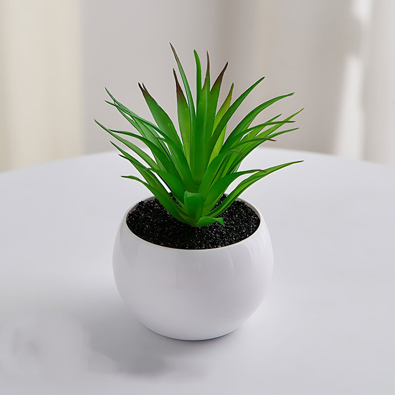 Plante grasse de 5,12 po