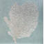 Seafan IV Print by L. Bodine-26944688