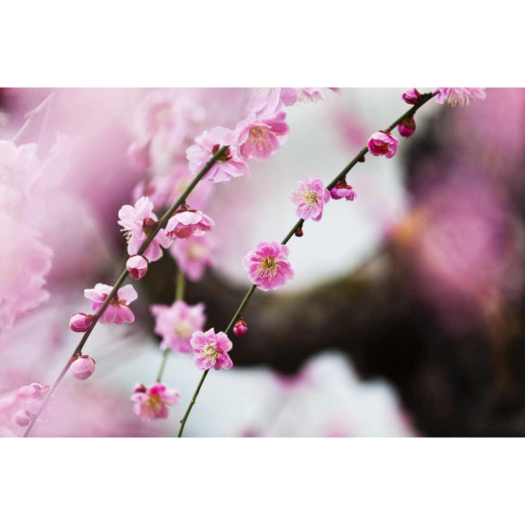 Pflaumenblüten im Frühling von Ooyoo - Leinwandbild