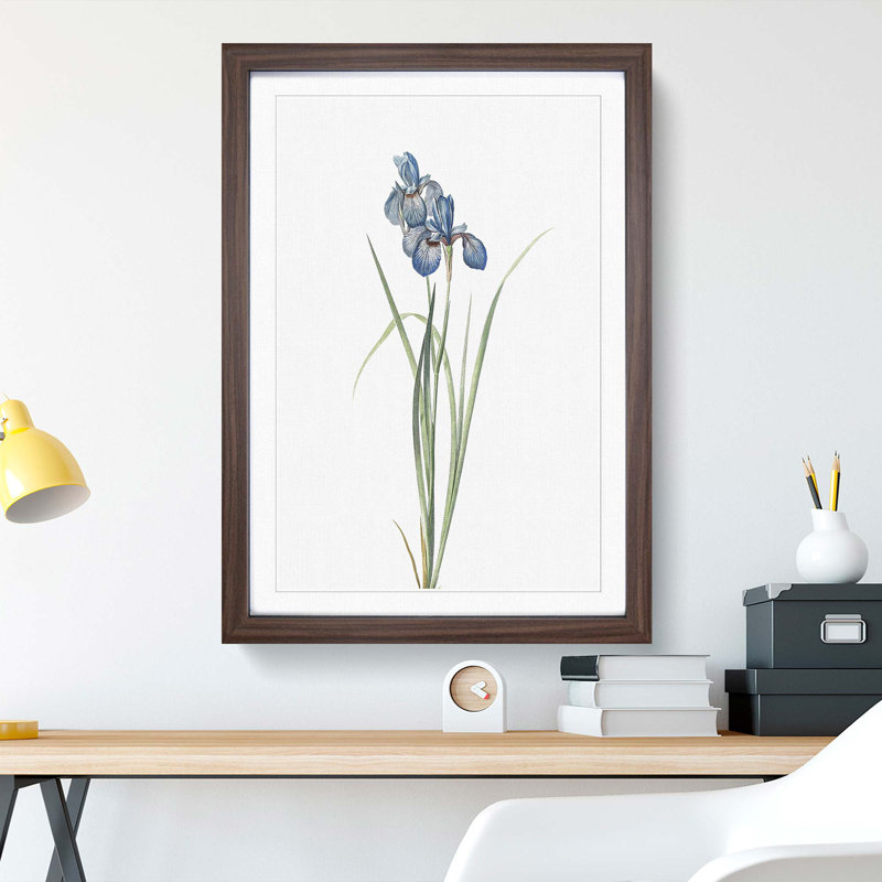 Iris Pratensis by Pierre-Joseph Redoute - Single Picture Frame Painting, 48cm H x 36cm W x 2cm D, Walnut Framed