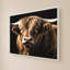 «Highland Bull» par Susan Arnot - impression sur toile-130886846-130886855