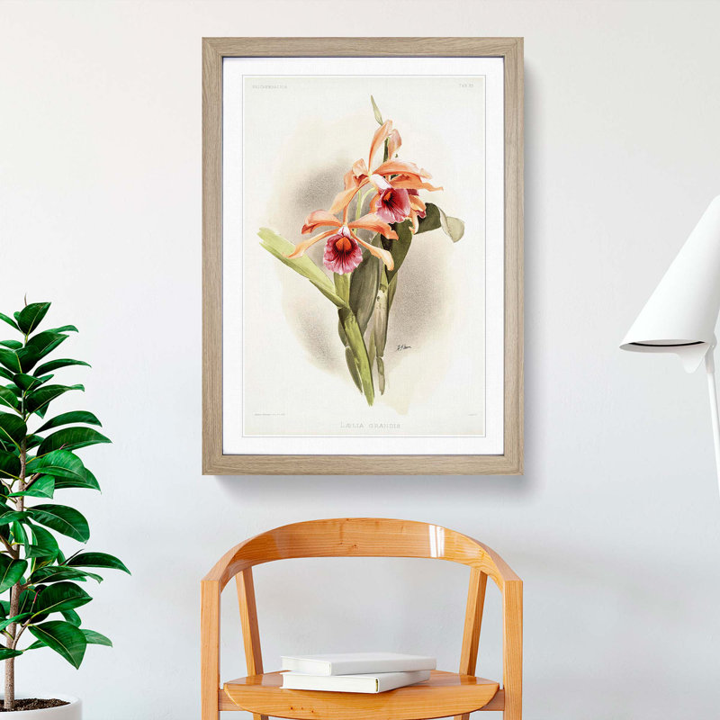 Magnolia Flowers Illustration Tab. 33 by Frederick Sander - Picture Frame Painting Print, 76cm H x 50cm W x 2cm D, Oak
