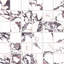 Carreau de mosaïque en porcelaine carré de 11-3 / 4 po x 11-3 / 4 po Touche 2-110924769