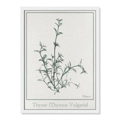 Jeanette "Thymus Vulgaris" Print