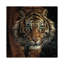 Œil du tigre, carré-35540052-72447772-72447773
