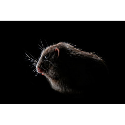 Shadow Portrait Of A Rodent Isolated On Black Background. by Lightspruch - Wrapped Canvas Print