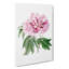 Pink Tree Peony Flower - Wrapped Canvas-55325348