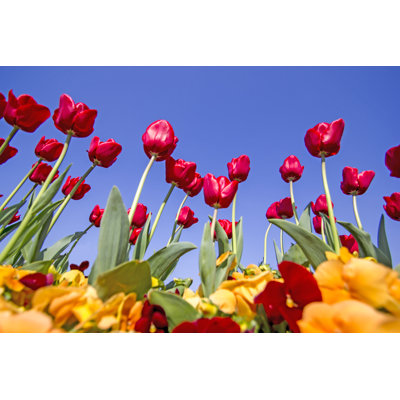 Fleurs printanières dans un parc - Photographie sur toile tendue