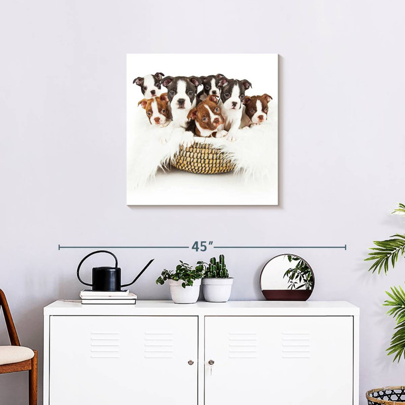 Panier pour chiots Brampt Boston Terrier, H 24 po x l 24 po