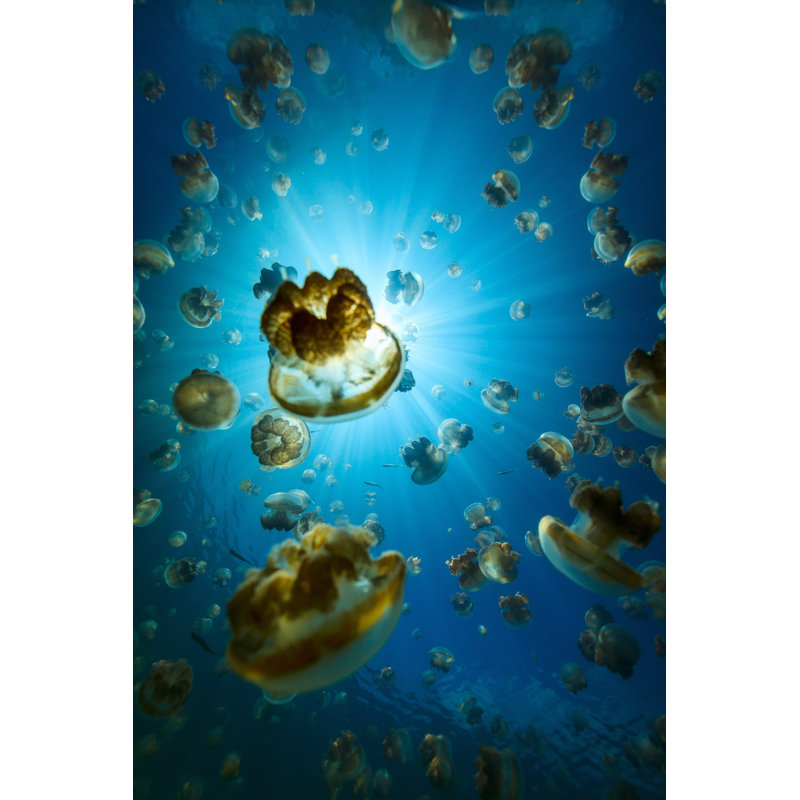 Jellyfish Lake by Shalamov - Wrapped Canvas Print, 30cm H x 46cm W
