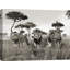 Brothers, Lions, Masai Mara, Kenya - Wrapped Canvas Print-1215537960