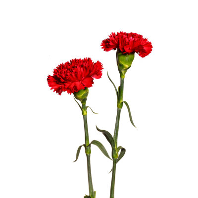 Fleurs d'œillets rouges par Iam555man - Photographie sur toile tendue