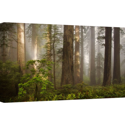 Morning Light - Wrapped Canvas Photograph